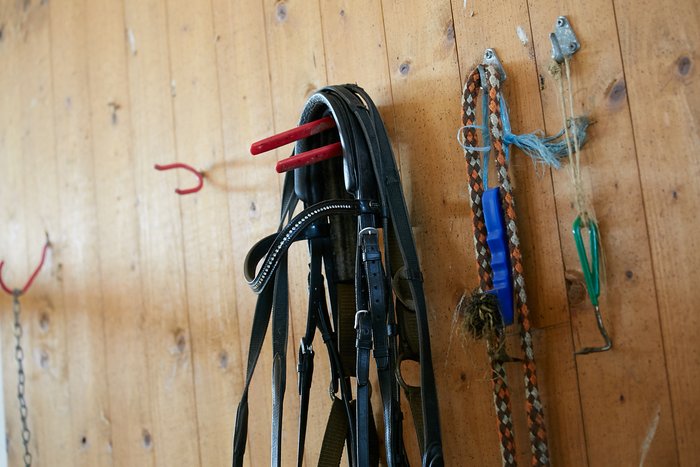 Bridles in the riding stable