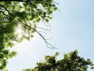 look-from-sun-shining-through-tree-branches